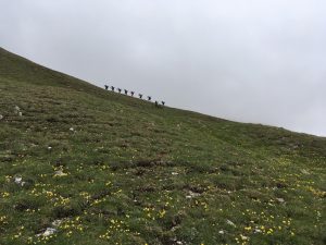 Dolomity