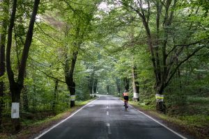 Oderske vrchy. Kolarz jadący drogą wśród drzew