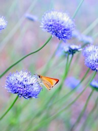 Wielki czwartek. Motyl siedzący na fioletowym kwiatku
