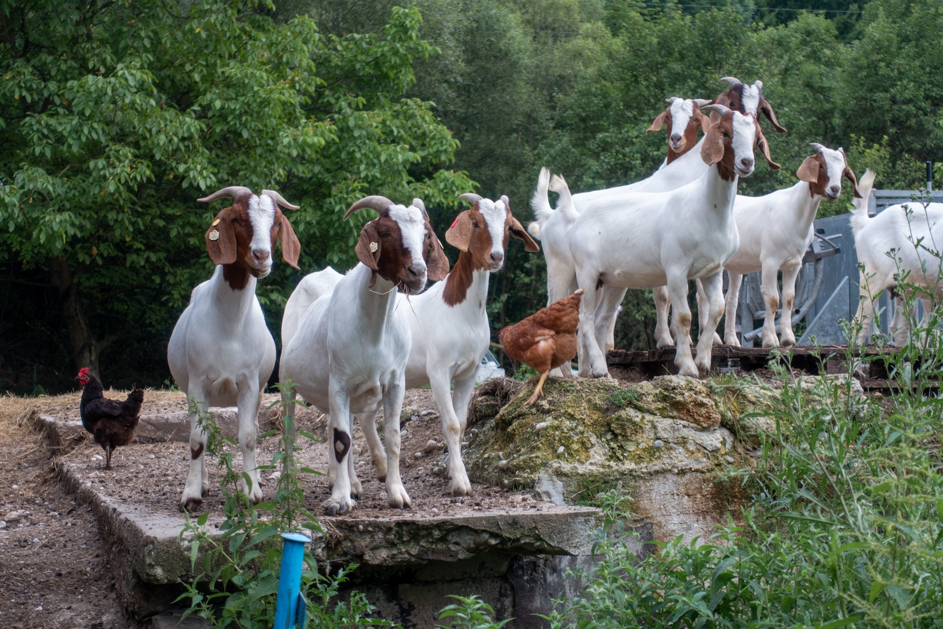 Wielka Fatra i kozy stojące na dachu garażu